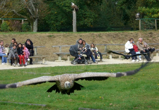 20081004 vautour forêt de Rambouillet