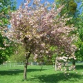 dans parc château Rambouillet
