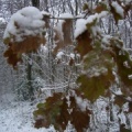 75 chêne producteur de neige