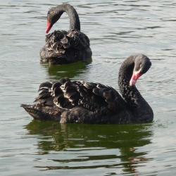 109_MN du 23 mars 16