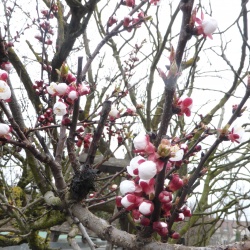 107_La Marche du Printemps 20 mars