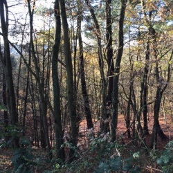 Saint-Maurice-Montcouronne