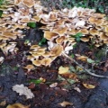 20151017_123743