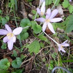 Bellefontaine- la ronde des villages
