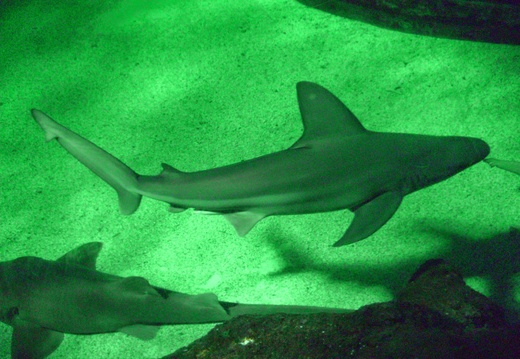 6248 requins à l'Océarium de Le Croisic