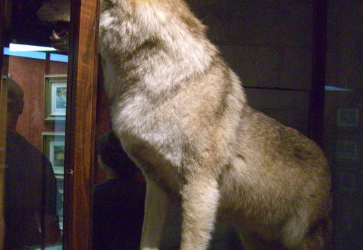 Loup