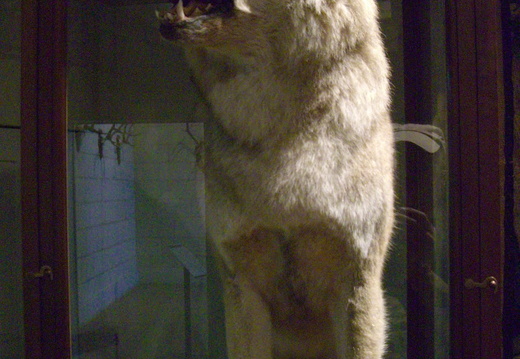 Loup