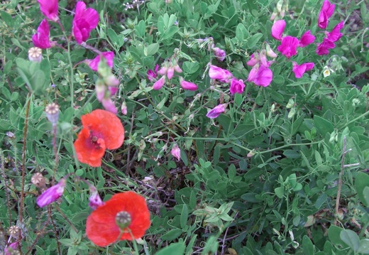 23 pois de senteur & coquelicots