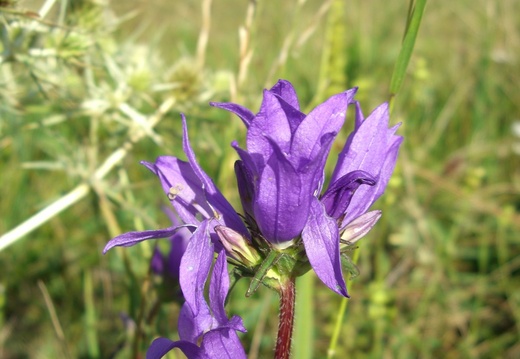 BdM Fleurs 1_campanule