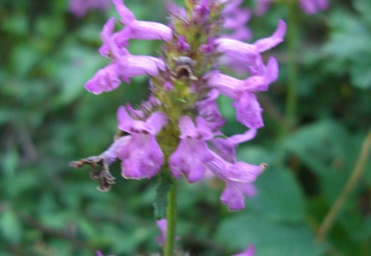 BdM Fleurs 2