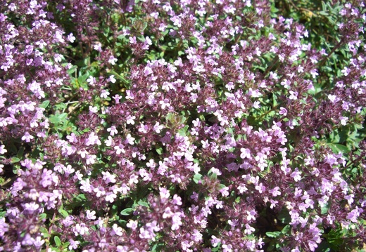 BdM Parterre de fleurs sur un rocher
