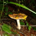 DSCF0665