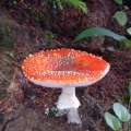 DSCF0666
