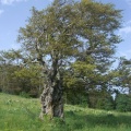 CIMG5230