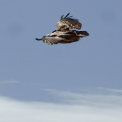 90_Provins (77) 09 mai 2015