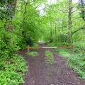25 Une belle allée de la forêt de Rambouillet