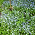 29 Il n'y avait pas que du muguet