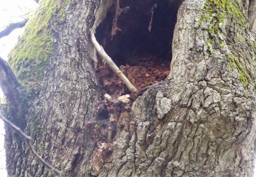 31 Un gros trou dans un tronc d'arbre