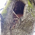 31 Un gros trou dans un tronc d'arbre