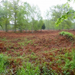 89_A la recherche du muguet fleuri