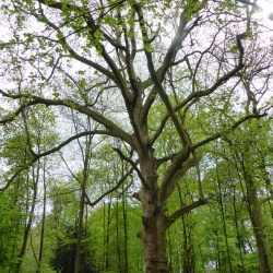 Beaumont sur oise