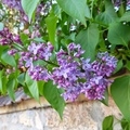 9_Lilas sur l'itinéraire