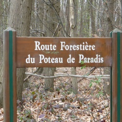 113_ Forêt de Montmorency (95)