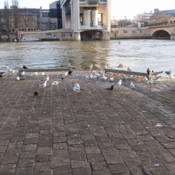 80_Promenade Plantée (75) 17 janv 15