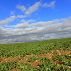 76_Viosne & chaussée Jules César