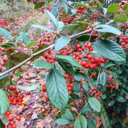 76_Viosne & chaussée Jules César