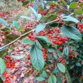 P1010154