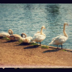Sentez-vous Sport. Bois de Boulogne