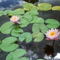 18 Nénuphare dans le parc de Montesson