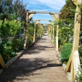 15 Allée pergola accédant à la mairie de Sartrouville