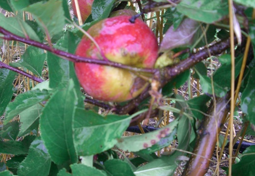7_Il y avait aussi des mirabelles, des prunes, des poires & des mûres