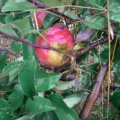 7_Il y avait aussi des mirabelles, des prunes, des poires & des mûres