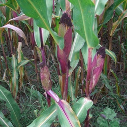 Feucherolles (78)