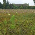 11_Champ de fleurs