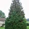 Maousse! ce conifère au Moulin de Morcourt