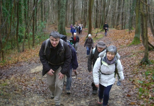 Forêt de fausses reposes (92) Forêt de fausses reposes (92)