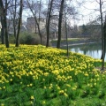 CIMG7215 Parterre de jonquilles à l'étang Colbert