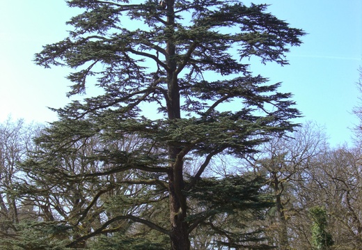 CIMG7232 Un arbre remarquable dans le parc H. Sellier
