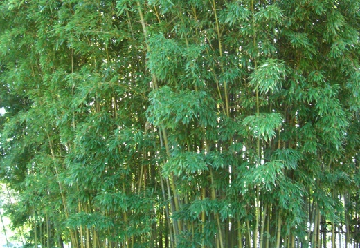 CIMG7241 Belle touffe de bambous