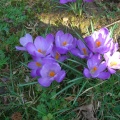 CIMG7249 autres crocus