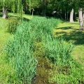 Une source cressonière à Boutigny