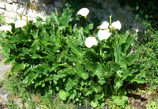 Arums dans un ancien lavoir à Vayres sur Essonne