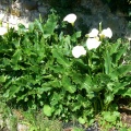 Arums dans un ancien lavoir à Vayres sur Essonne