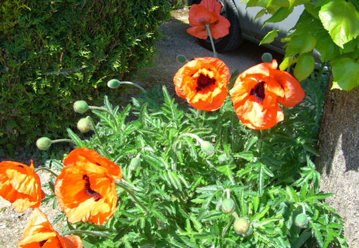 Coquelicots opiumés