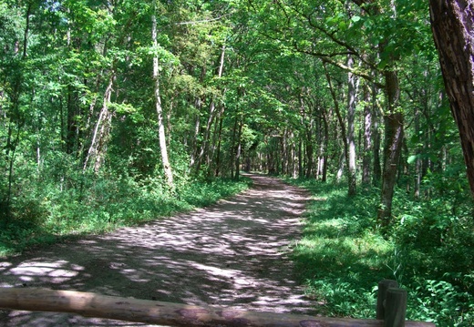 Un beau sentier dans le Bois Charron