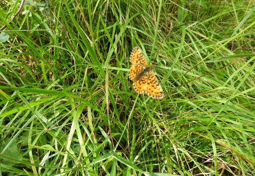 P1000524